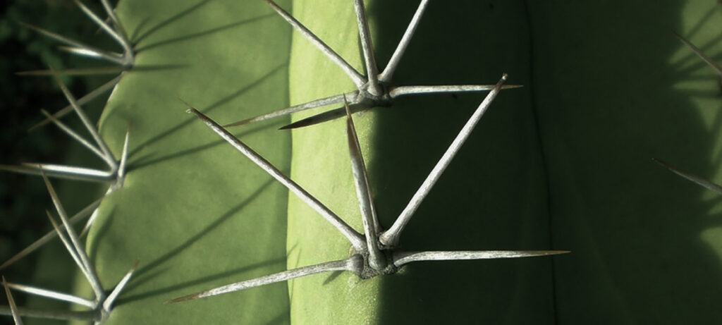 Close-up of cactus spines